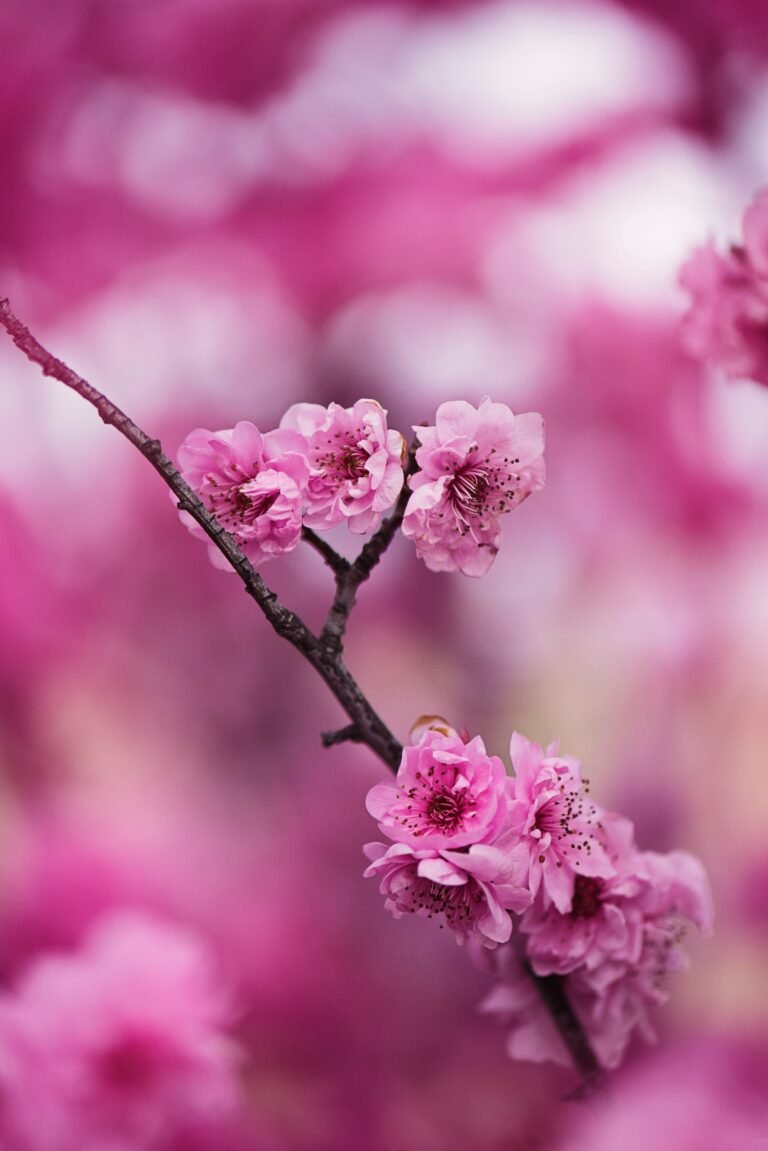 From Blush to Bloom: Unveiling the Secrets of Pink Blossoms”