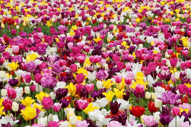 Ultimate Guide: How to Plant Tulips for Stunning Spring Blooms”