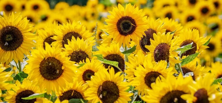 The Sunflower Advantage:10 Amazing Sunflower Benefits Explained