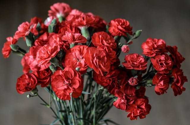 Carnation Curiosities: Unearth the Hidden Wonders of This Classic Flower