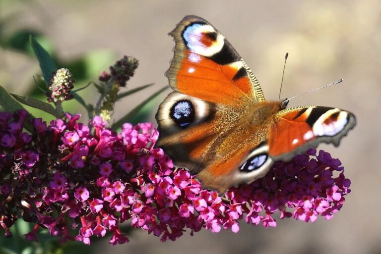 “Creating a Butterfly-Friendly Garden: A Comprehensive Guide