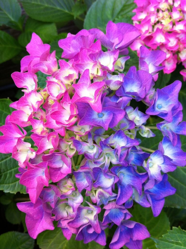 Hydrangea Magic: 10 Spellbinding Facts That Will Make Your Garden Bloom with Joy!