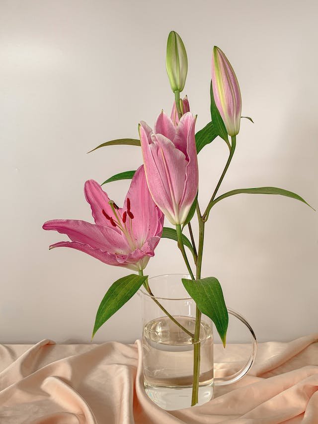 Lily Flowers Unveiled: 10 Fun Facts to Blossom Your Day