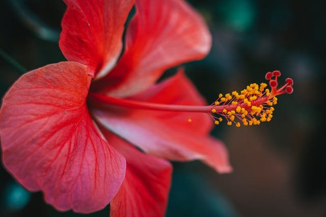 Hibiscus Revelations: Unveiling the Secrets of Nature’s Colorful Elegance