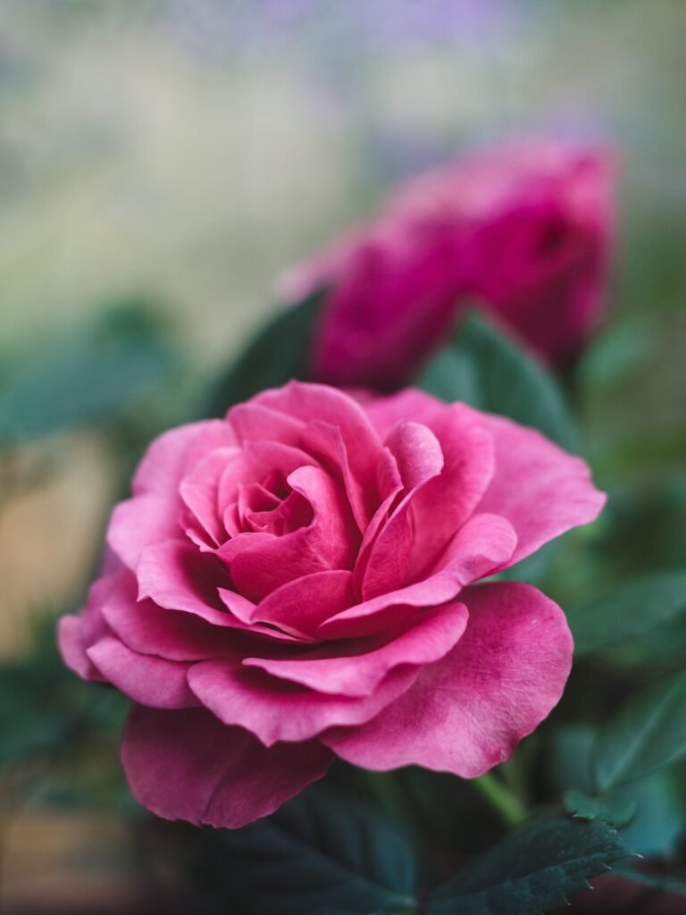 Rose Benefits Unveiled: 10 Ways These Blooms Blossom Beyond Beauty!