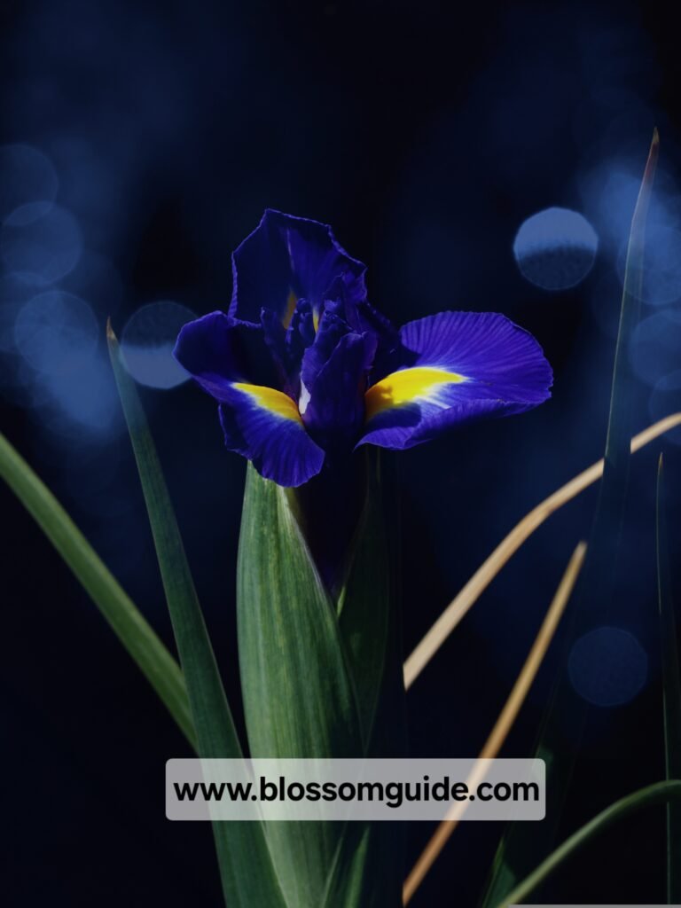 The Secrets of Iris Flowers:10 Intriguing Fun Facts About Iris Flowers You Need to Know.