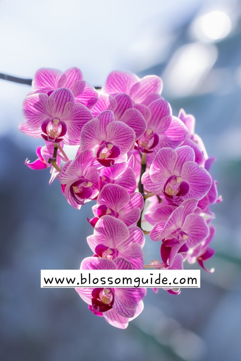 Discover the Top 10 Orchid Benefits: From Therapeutic Healing to Biodiversity Conservation