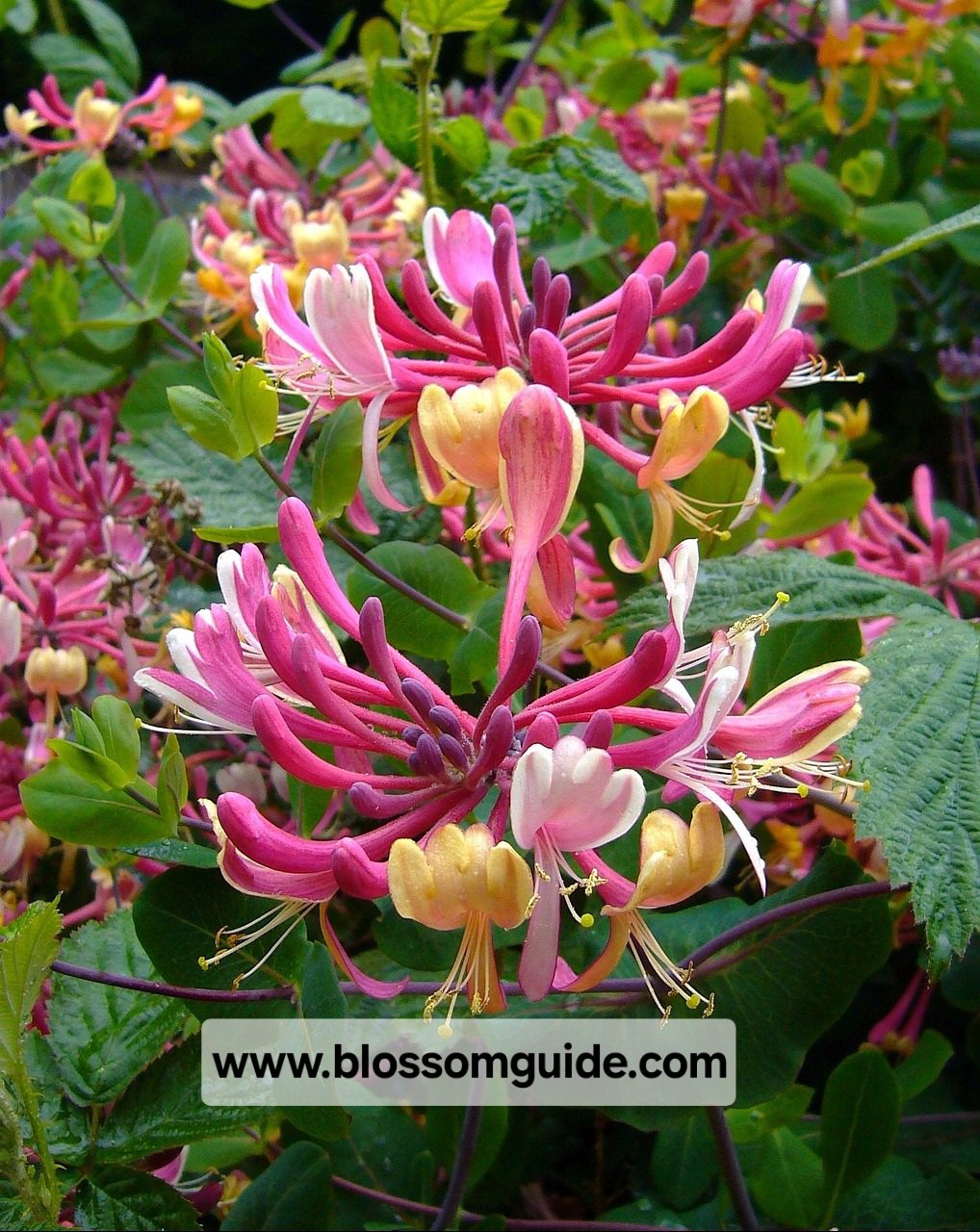 Honeysuckle Insights10 Fascinating Honeysuckle Fun Facts You Didnt Know Blossom Guide 